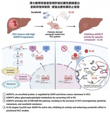 HKUMed identifies key protein in liver cancer resistance and develops inhibitor to enhance therapy and prevent cancer recurrence